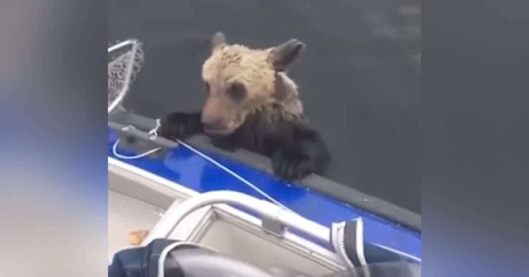 Fisherman Find Bear Cub Clinging To Side Of Boat, Then Realize He’s Not Alone