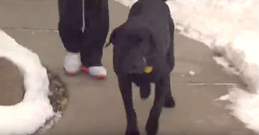 Cop Follows Frantic Dog Down Street. Then He Realizes Where He’s Going