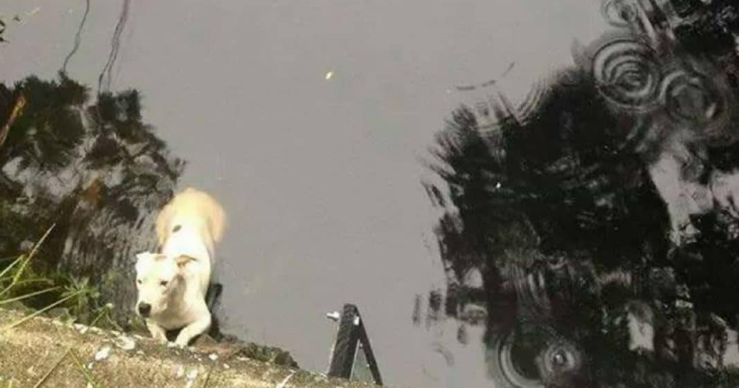 Rescuers Rush To Save Drowning Pit Bull, Then See Huge Creature Lurking Behind Him