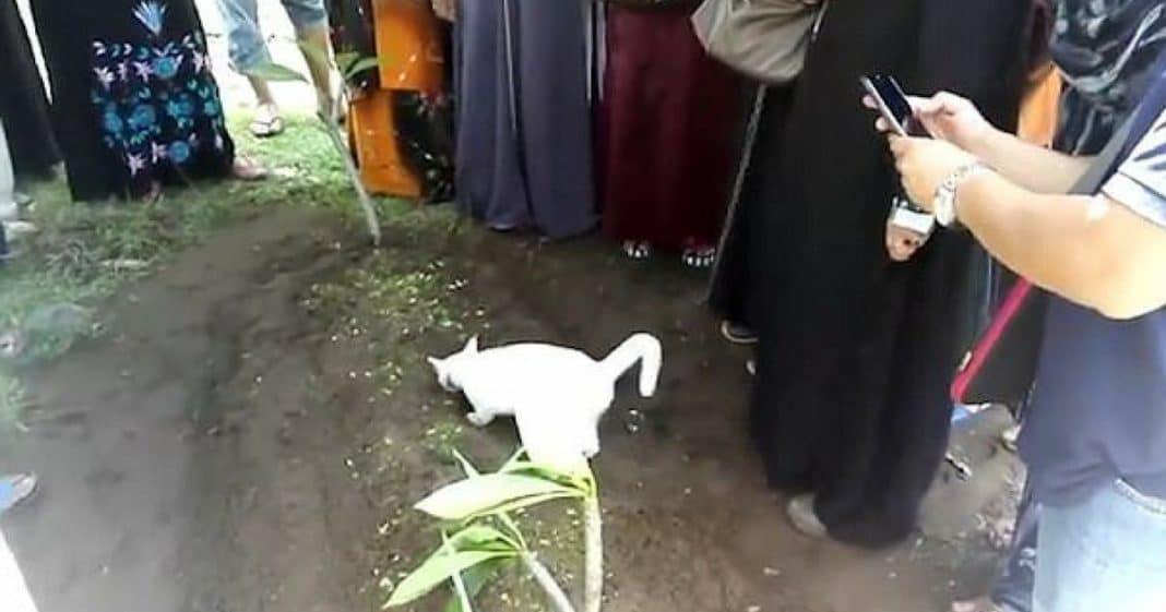 Heartbroken Family Lays Father To Rest, Then Mysterious White Cat Starts Digging