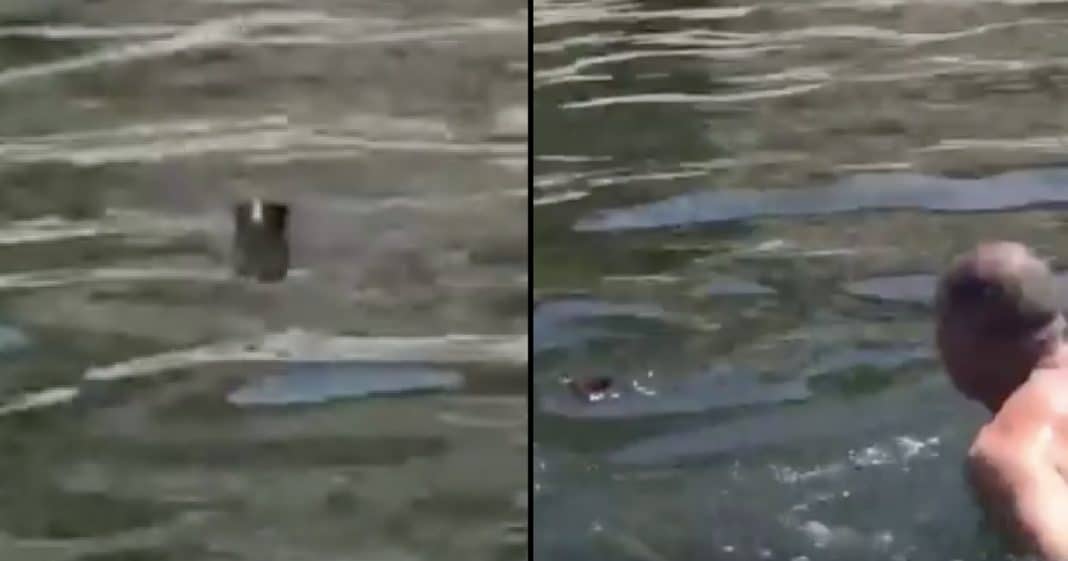 Family Out Boating When They Hear Strange Noise, See Black ‘Spot’ Swimming Toward Them