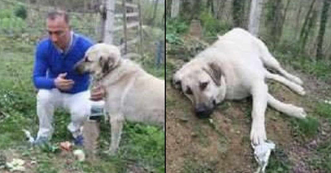He’s Confused When Dog Escapes Every Day. When He Sees Where She Goes, Breaks Down In Tears