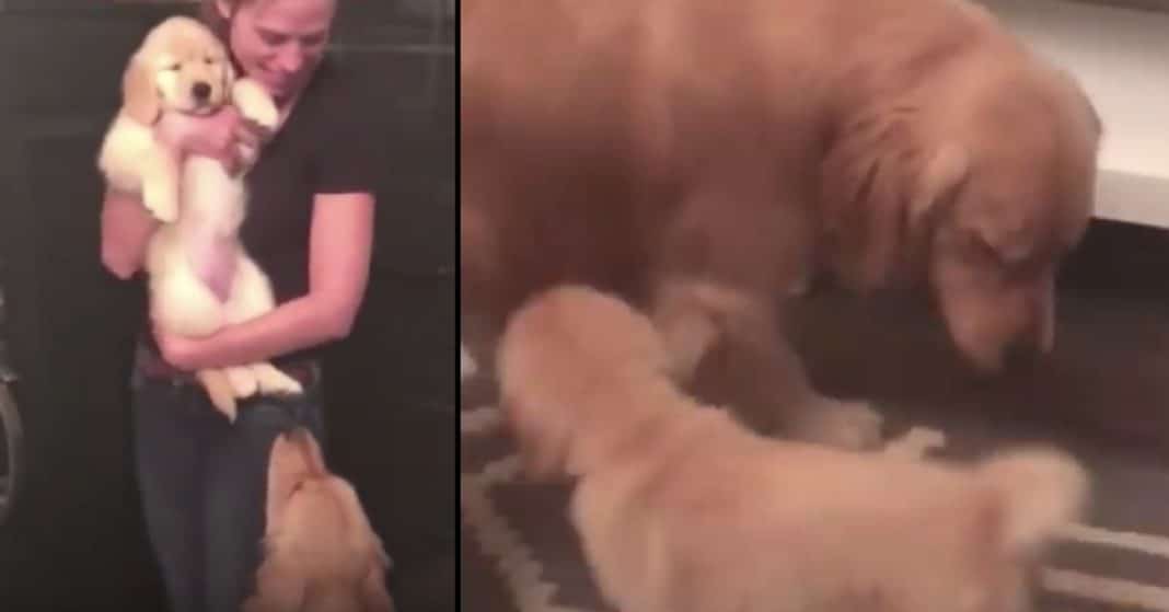 She Doesn’t Know How Dog Will Respond To New Puppy, But His Reaction Melts Her Heart