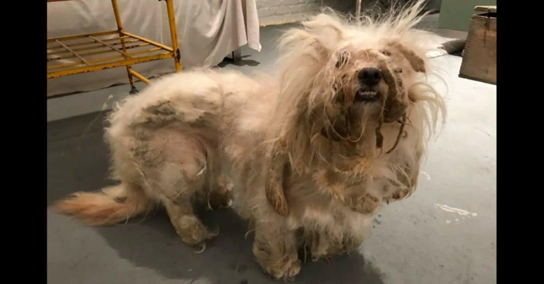 Vets Spend Hours Cutting Matted Hair Off Rescue Dog – And Now She Can’t Stop Smiling!