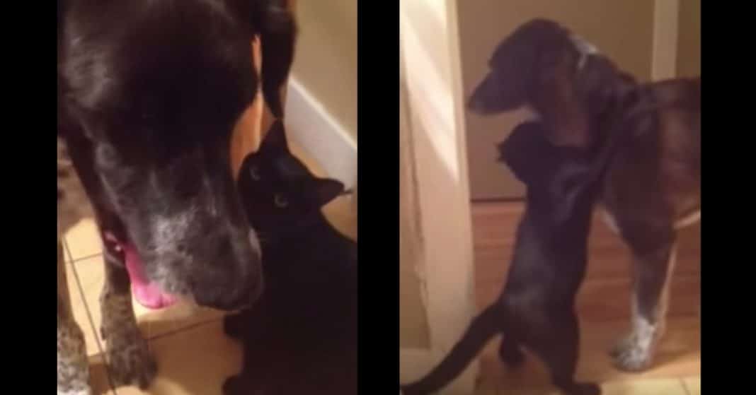 Cat Is Overcome With Emotion After Reuniting With Dog Who’s Been Gone For Days