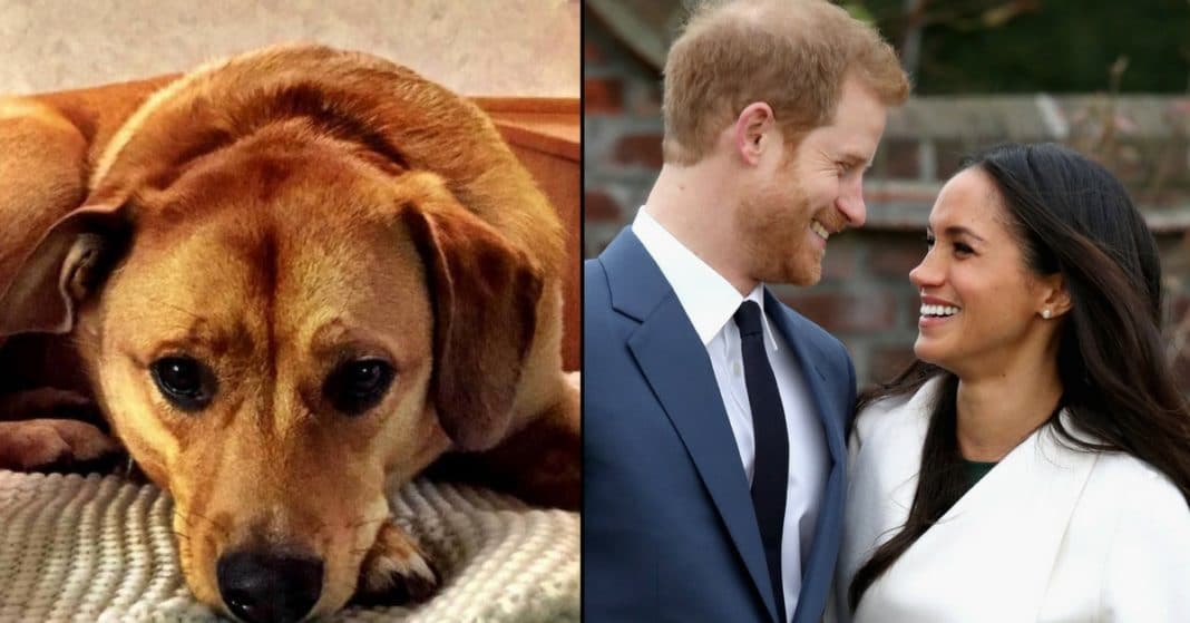 People Are Furious At Meghan Markle For Leaving Rescue Dog Behind To Move In With Harry