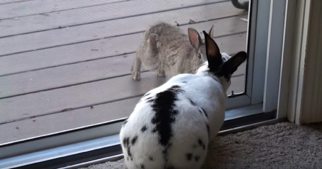 Wild Rabbit Spot Pet Bunny Sitting Inside – It’s Love At First Sight