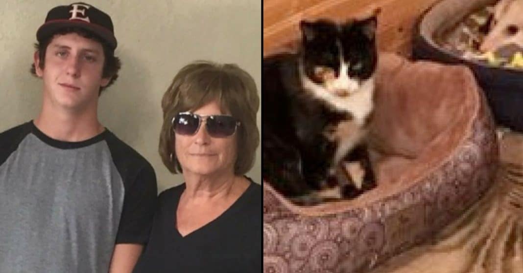 G’ma Thinks She Rescued Stray Cat, But When Grandson Sees It He Can’t Stop Laughing