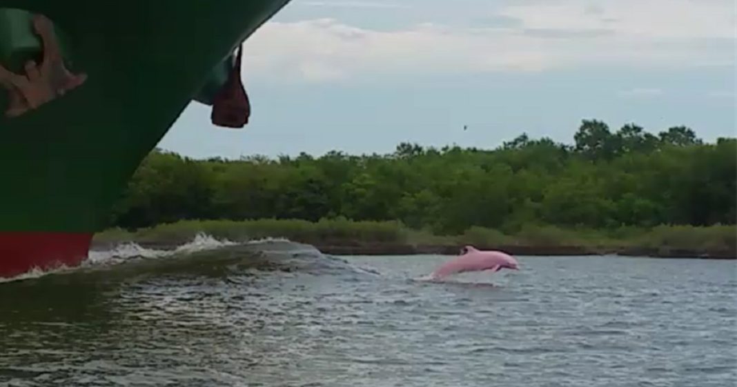 Lucky boaters spot rare pink dolphin, then notice ‘friend’ trailing behind