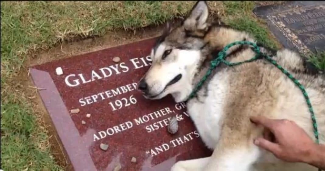 Service Dog Goes To Cemetery, But When He Spots Grave Of His Handler’s Grandmother…Tears