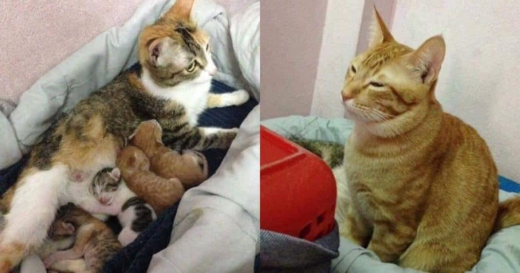 Mama Cat Goes Into Labor, Then Owners Notice Dad Cat’s Reaction And Can’t Believe Their Eyes