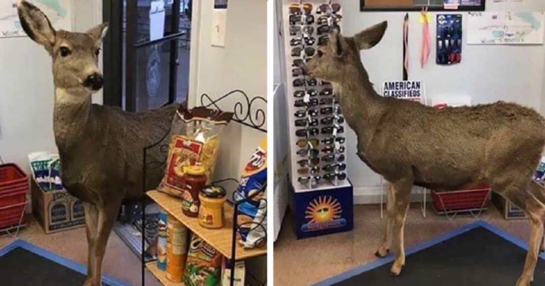 Employee Uses Treat To Lure Deer Out Of Store, Minutes Later It Returns With Surprise Of Its Own