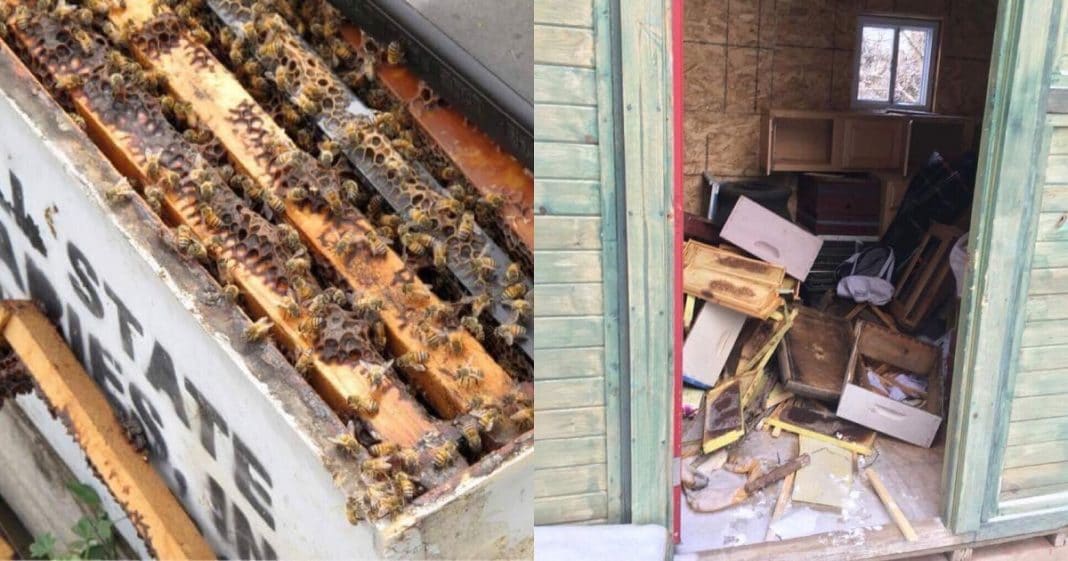 Beekeepers Worst Nightmare Comes True When Vandals Kill Half A Million Bees, Then Community Steps In