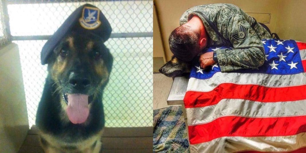 Soldier Holds Dying Military Dog, Then Boss Quickly Runs To Grab American Flag