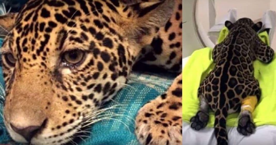 Hikers Find Paralyzed Baby Jaguar, When Vets Do The X-Ray – That’s When They Spot It…