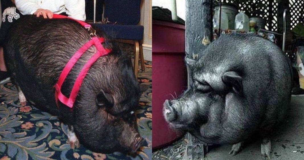 Meet Lulu – The Pot-Bellied Pig That Once ‘Played Dead’ To Save Her Dying Owner