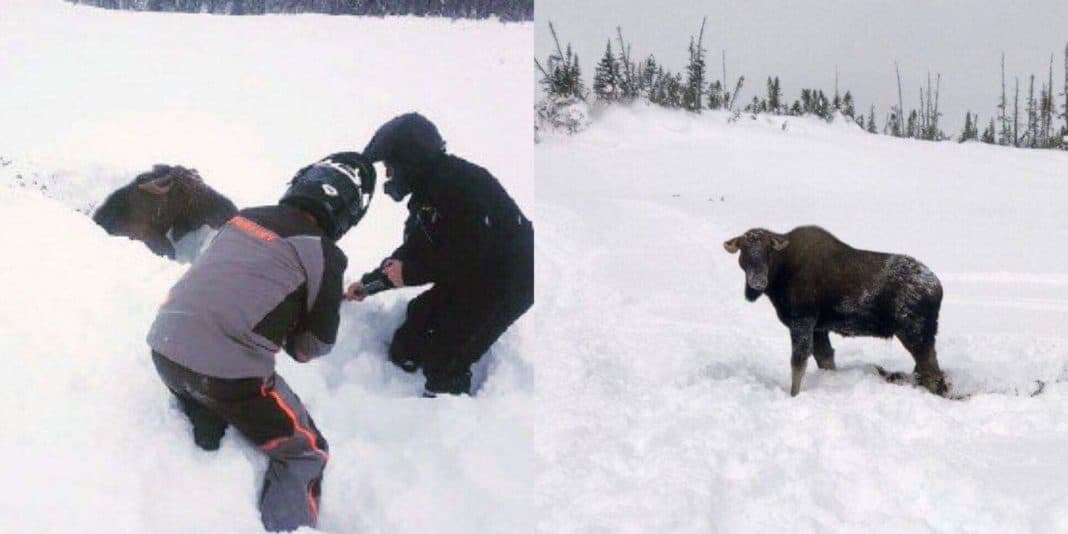Snowmobilers Rescue Moose Buried Neck-Deep In Snow, But What It Does Next Leaves Them In Awe