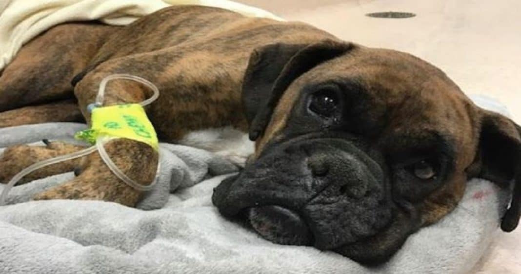 Owner Wants Dog Put Down Because She Won’t Have Puppies – That’s When Vet Makes His Move