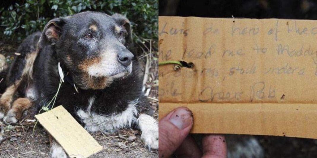 12-Yr-Old Dog Sparks Panic When He Goes Missing, Then Family Sees Note Attached To His Collar