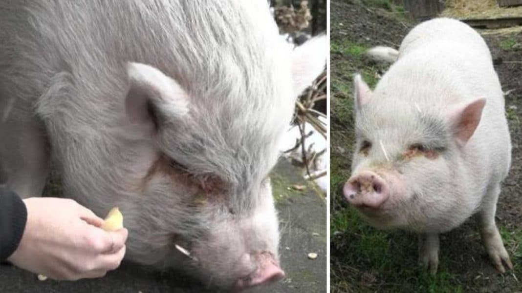 Shelter Nurses Pig Back To Health And Adopts Her Out, Month Later Learn Pet’s Horrifying Fate