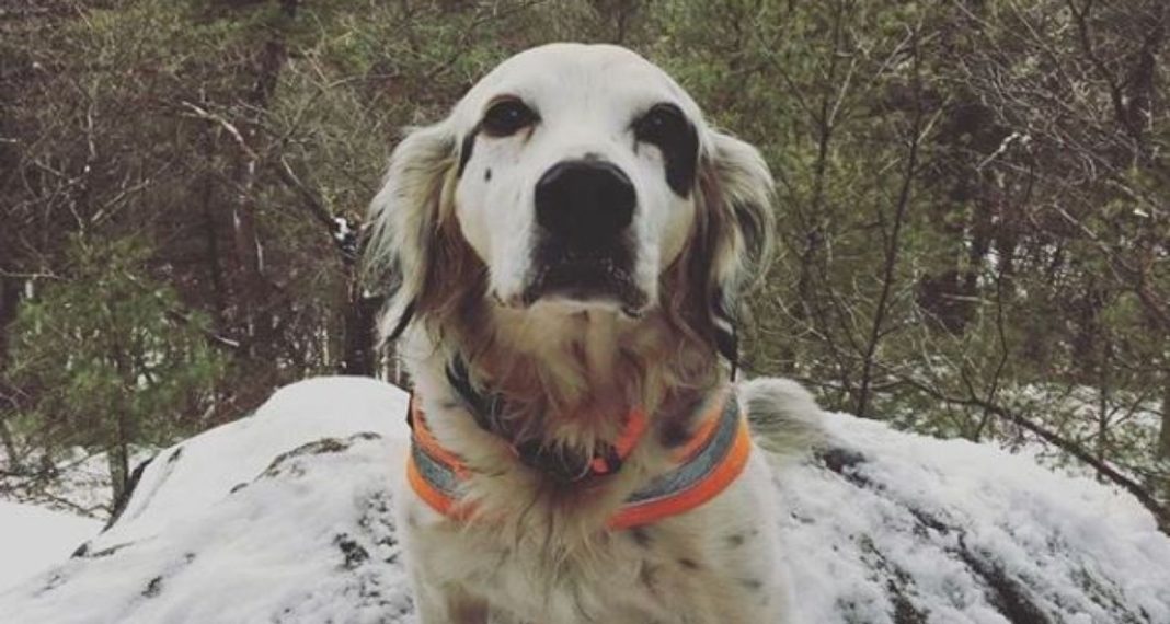 Brave 13-year-old dog dies defending the lives of his family from bear attack – let’s pay him respect!