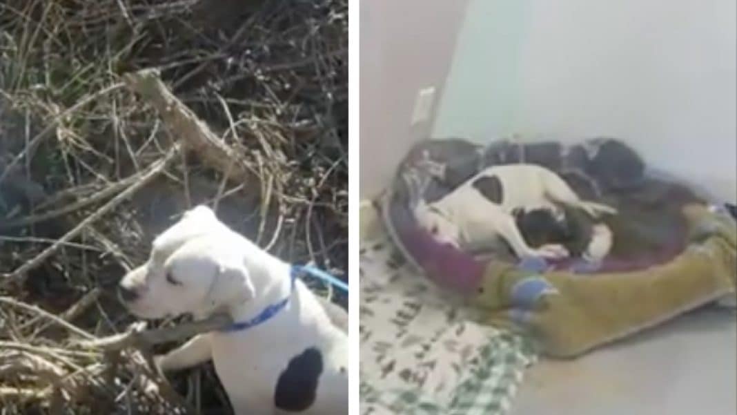 Pit Bull Forced To Give Birth In Thorn Bushes After Being Dumped, Then Shelter Teaches Owner A Lesson