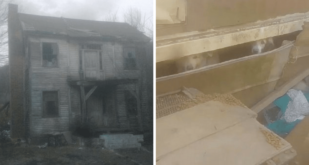 No One Was Prepared For What They Found In This Dilapidated Farmhouse After Elderly Breeder Dies