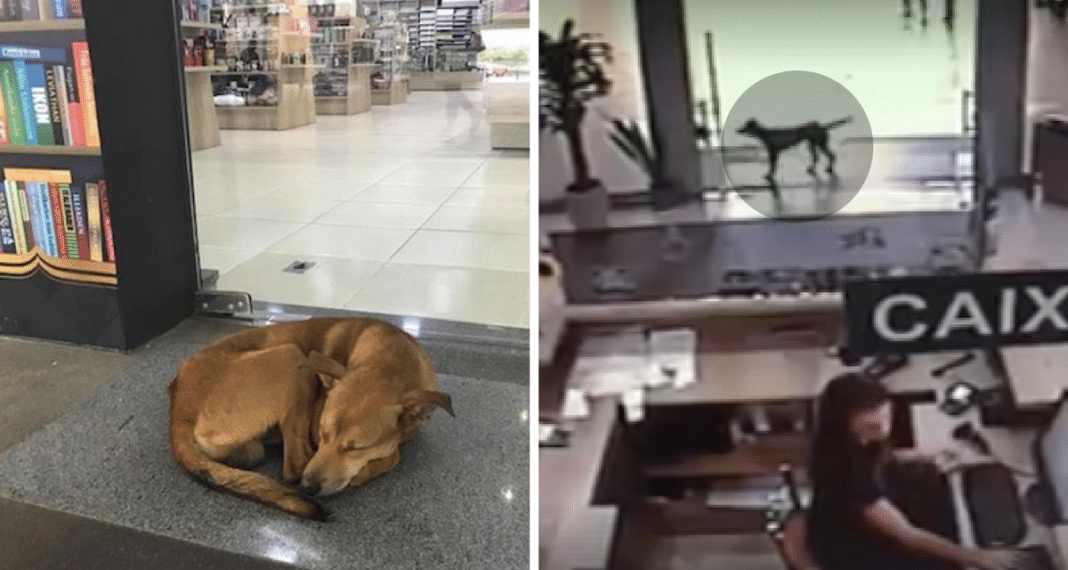 Stray Dog Steals Book About ‘Abandonment’ From Store, 1 Look At Surveillance Footage Changes Everything
