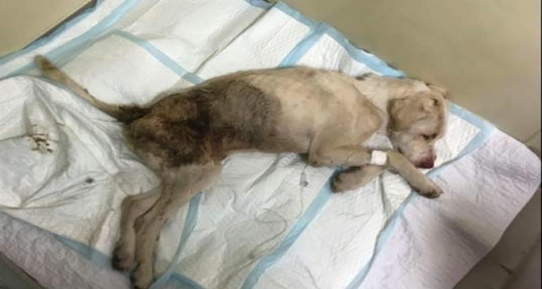 Dog Shot, Hit With Hammer And Left For Dead In Ditch In Middle Of Winter – 3 Weeks Later A Miracle Happens