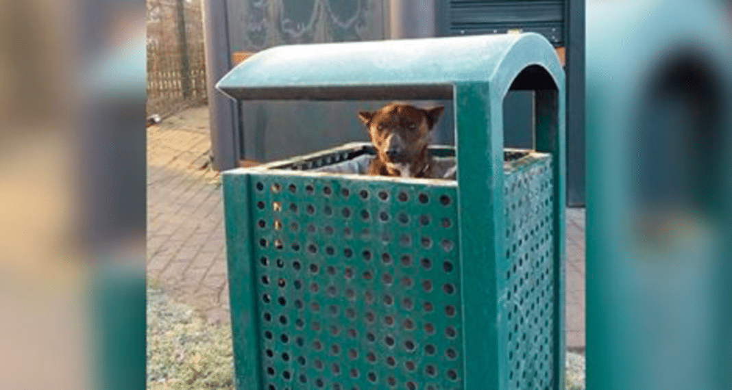 Rescuers Show Up To Park In Freezing Weather, Hearts Drop When They Look Inside Trash Can