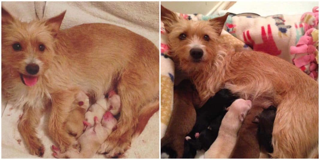Shelter Dog Frantic After Newborn Puppies Die, 1 Day Later She Receives A Life-Changing Gift