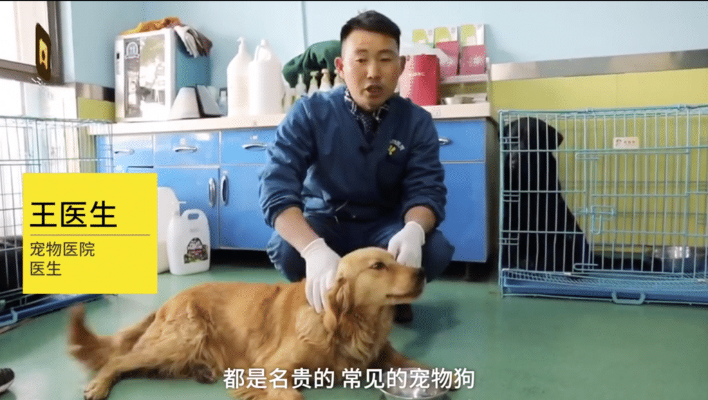 Golden retriever cared for at animal hospital
