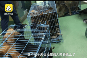 Dogs crammed into tiny cages later rescued by animal lovers