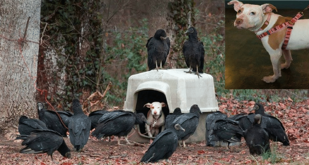 8-Month-Old Pit Bull Tied To Tree, Only Had Plastic Crate To Protect Her As Vultures Started Surrounding