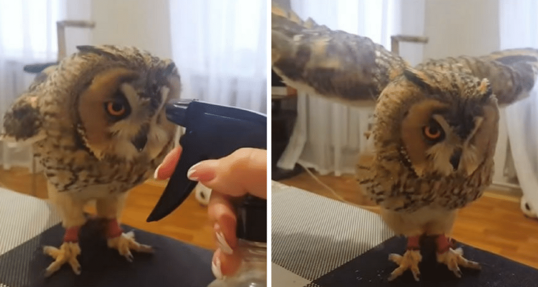 Woman Pulls Out Squirt Bottle, Starts Spraying Owl – His Adorable Reaction Will Make Your Day