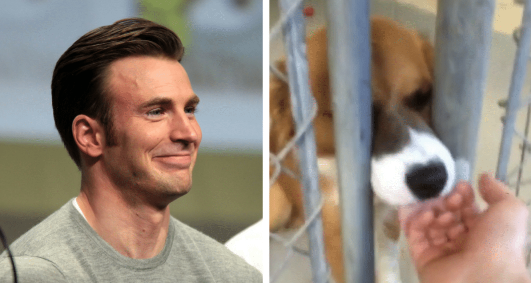 Hollywood Star Shares Heartwarming Moment He Met His Rescue Dog For The First Time