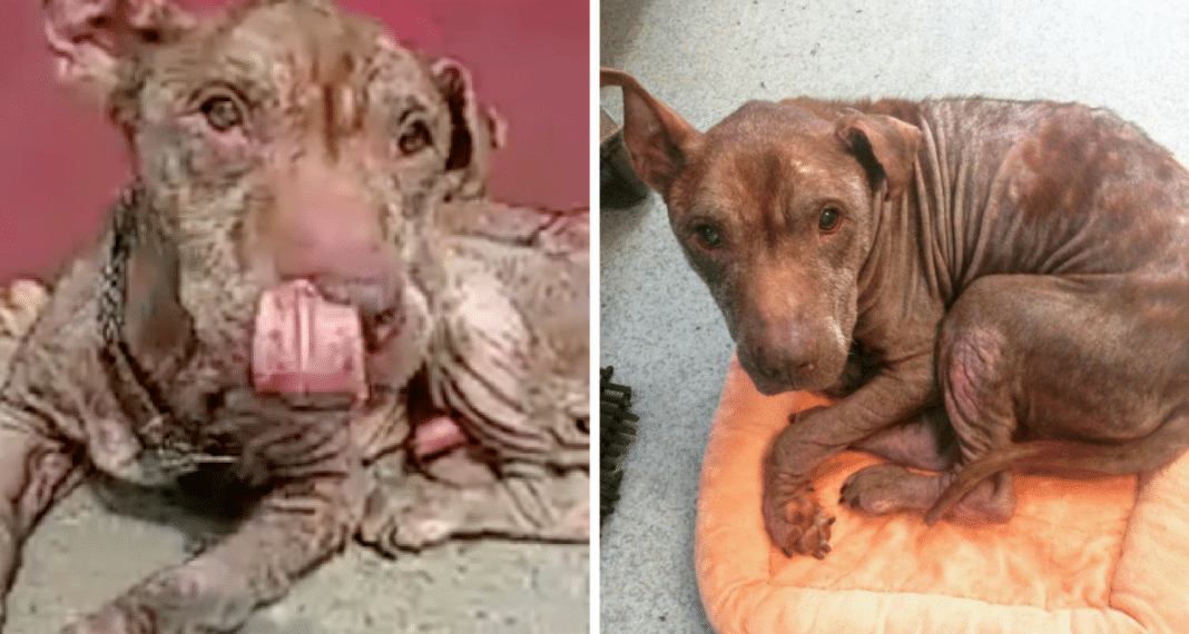 Blind 10-Year-Old Pit Bull Spent Years Chained To Wall Waiting To Be Rescued