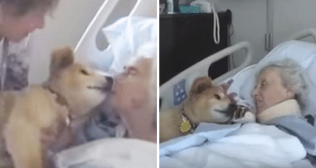 Dying Woman Holds Age 19 Therapy Dog, What Happens Next Moves Everyone To Tears