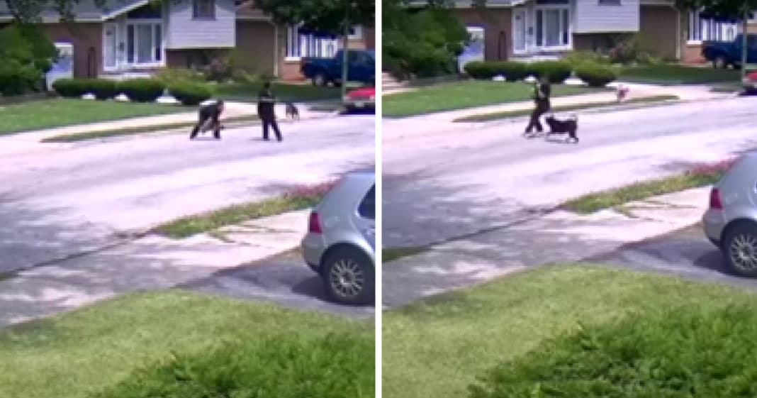 Security Camera Captures Moment Owner Rips Dog Off Ground By Collar To Save It As Pit Bull Attacks