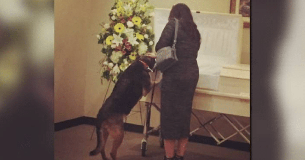 Tear-Jerking Moment Grieving Dog Stands Beside Casket To Say Goodbye To Beloved Owner