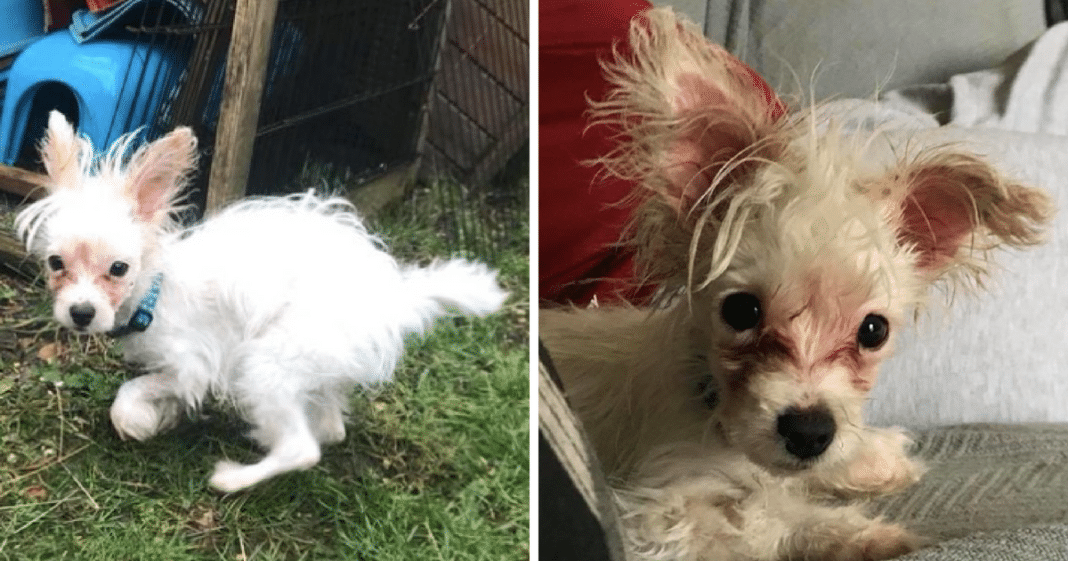 Tiny Dog Found In Bar, Rescuer Looks Closer And Realizes Why She Was Abandoned