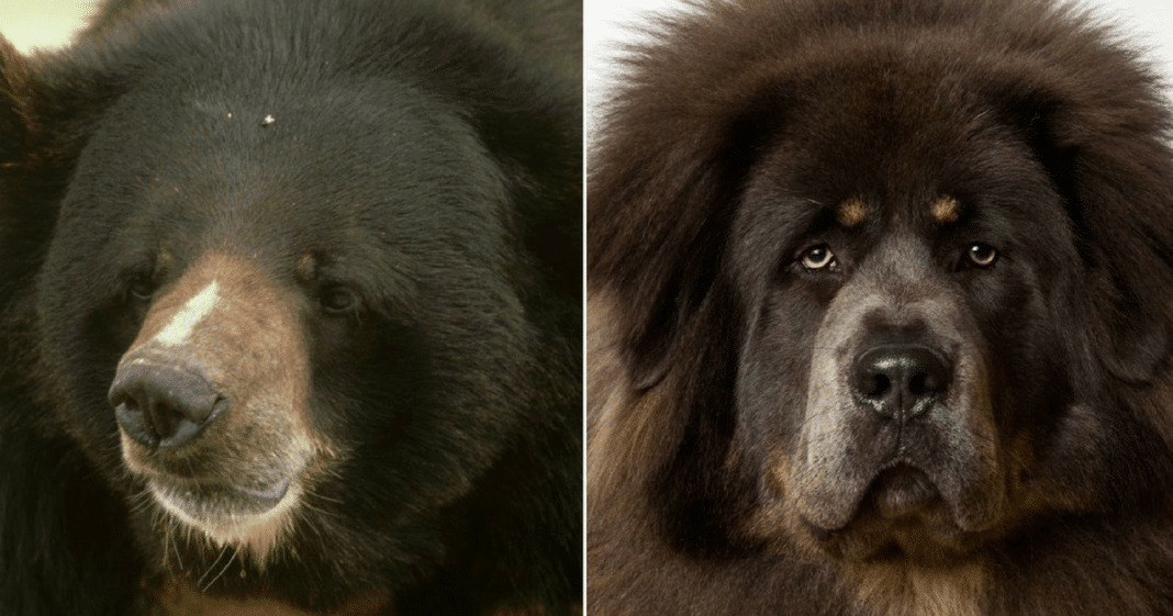 Family Realizes Pet Dog Might Be A Bear After Animal Starts Walking Around On Hind Legs