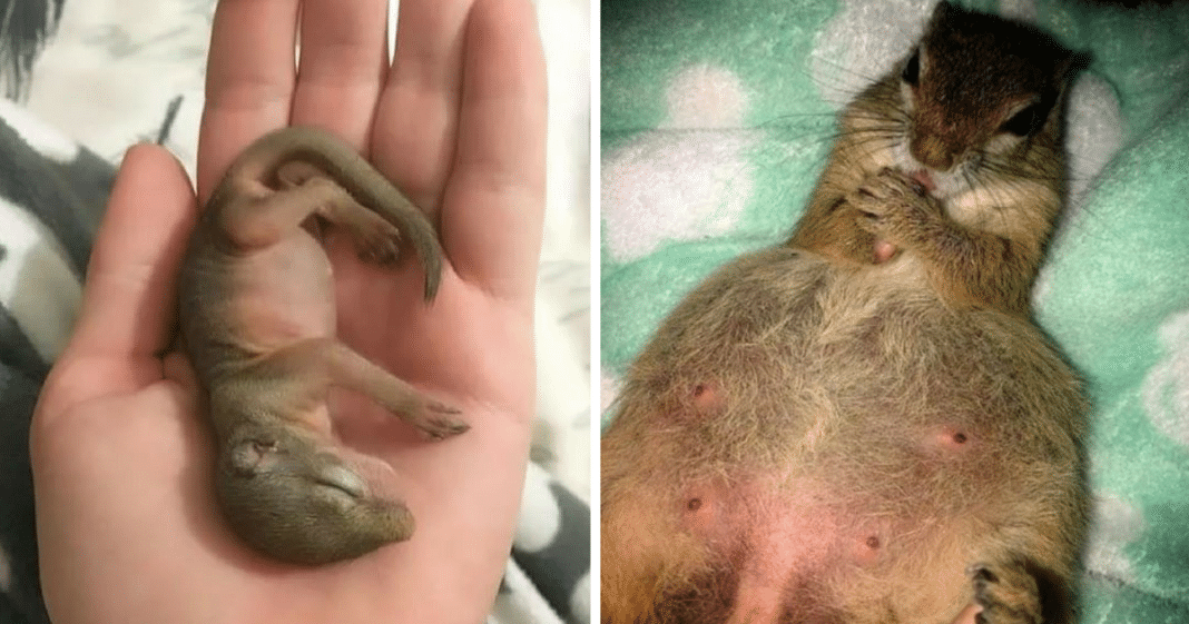 Couple Saves Baby Squirrel From Certain Death, 1 Year Later It Returns To Them To Give Birth