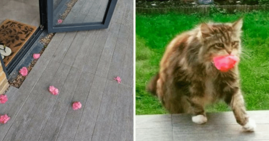 Everyday Woman Finds Flowers Left On Her Porch, Then She Finally Catches ‘Secret Admirer’ In Action