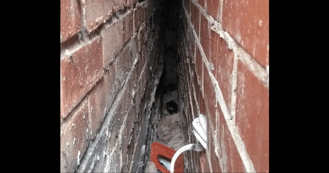 Tiny Cries Heard Coming From Gap In Walls, Rescuer Looks Closer And Makes Heartbreaking Discovery