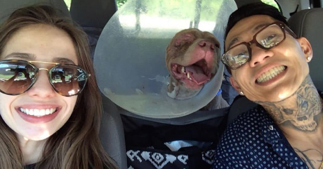 Owners Drive 1,000 Miles To Get Their Injured Pup Back After Monsters Kidnap Beloved Dog