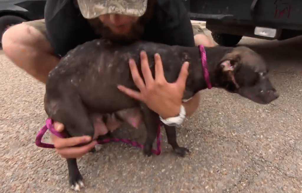 The rescuers save the momma, but what about the pups?
