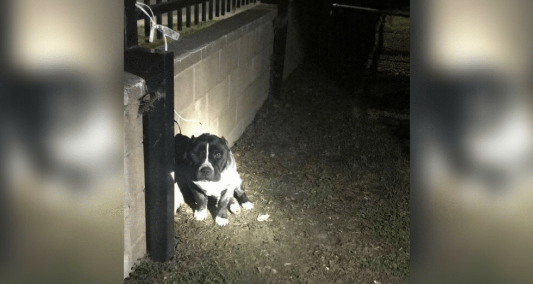 Pit Bull Tied With Extension Cord To Cemetery Fence, Abandoned Without Food Or Water