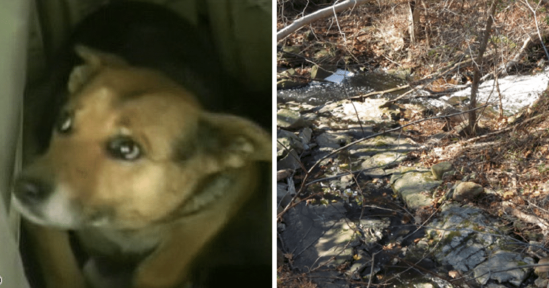 Maternal Instincts Kick In When Stray Finds Abandoned Newborn – Dog Keeps Baby Alive Until Help Arrives