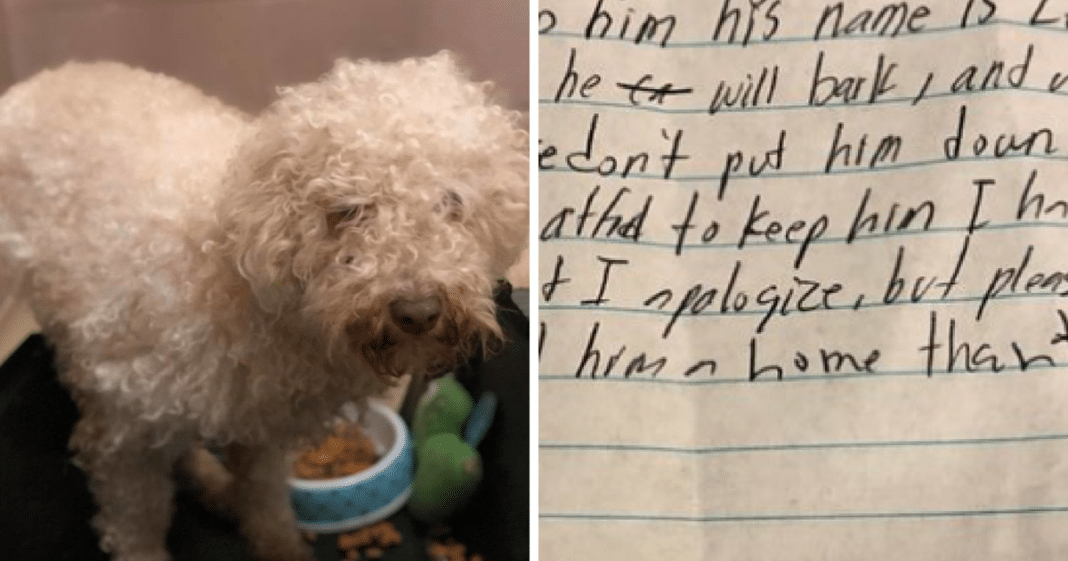 Terrified 1-Yr-Old Dog Abandoned In Parking Lot, Rescuers Find Saddest Note Left In Crate